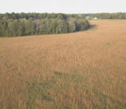 Combination Tillable And Hunting Land