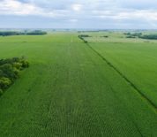 Mostly Tillable Tract With Recreational Opportunity In Southeast MN