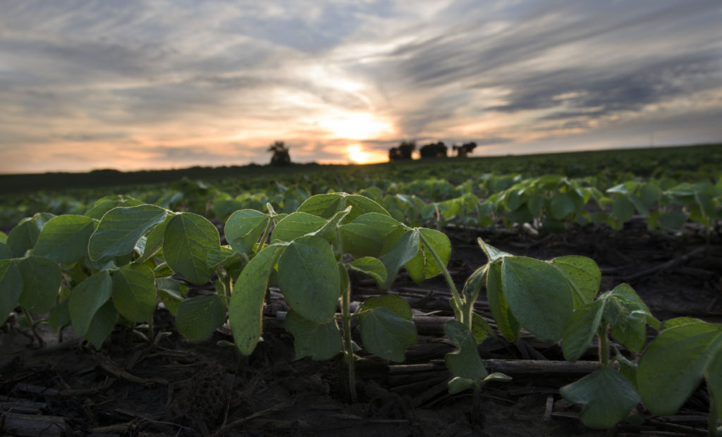 Home Page Soybeans Sprouting