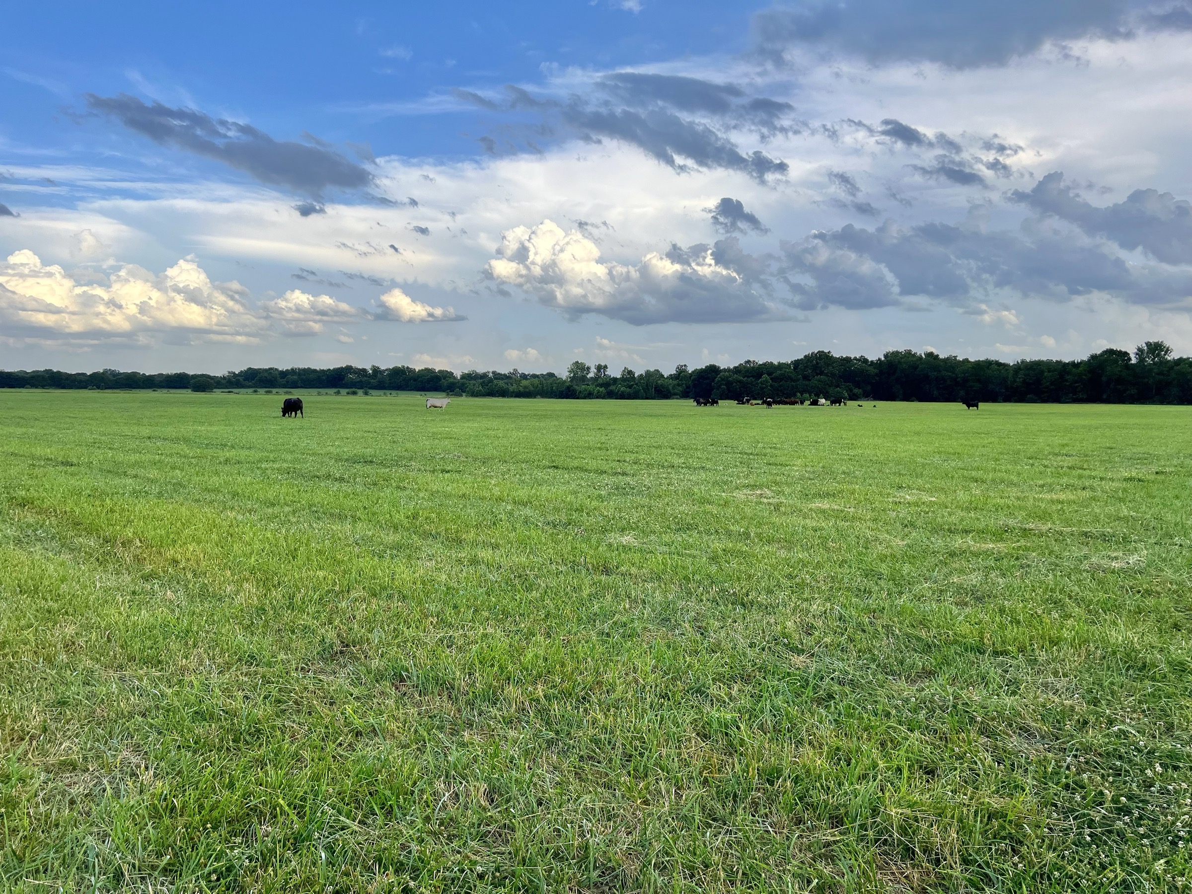 Tract 7 of 7: 70± acres - 