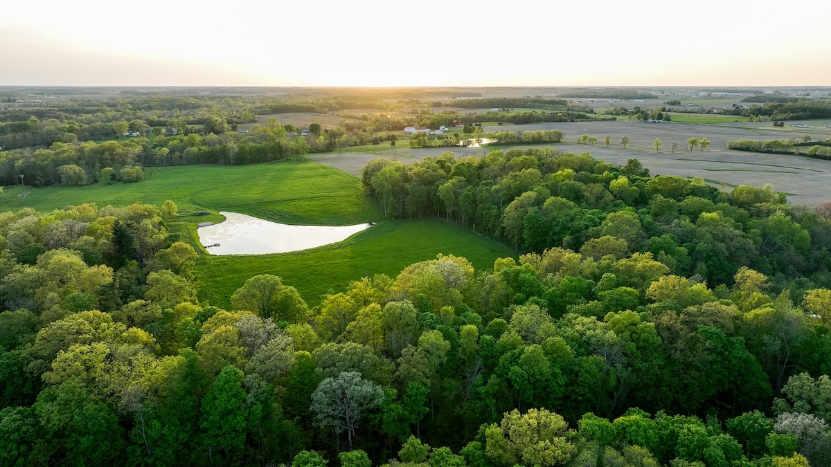Featured Image for Buying Land at Auction? Here’s What to Know About Timber Rights